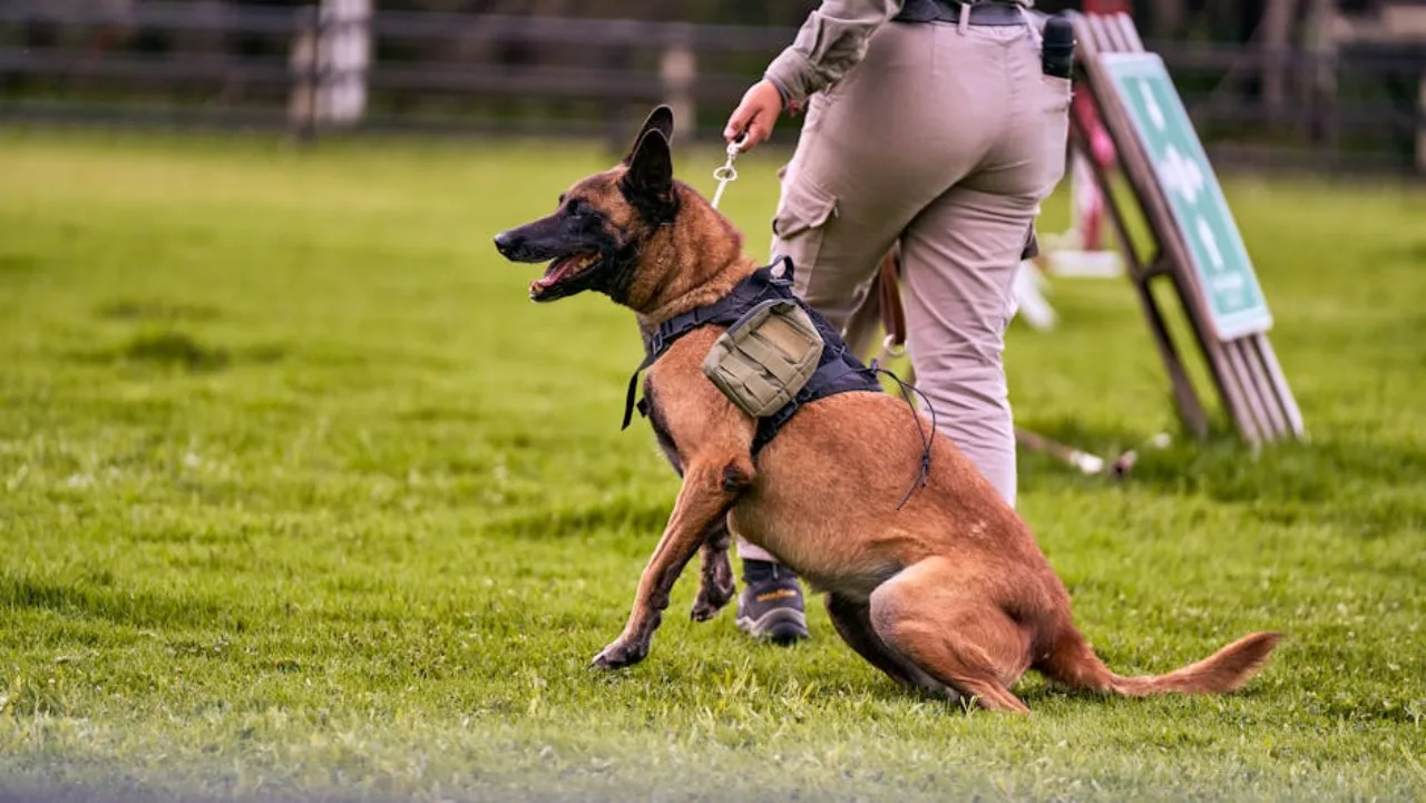 Licensed K9 handler with explosive-detection working dog at Canadian event security checkpoint